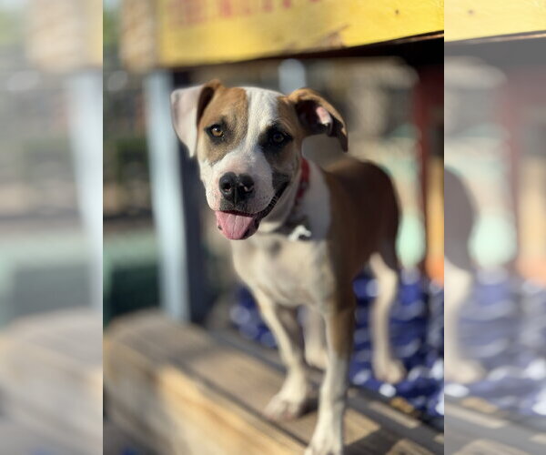 Medium Photo #1 Boxer-Staffordshire Bull Terrier Mix Puppy For Sale in Williamsburg, NM, USA