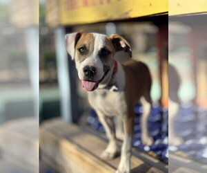 Boxer-Staffordshire Bull Terrier Mix Dogs for adoption in Williamsburg, NM, USA