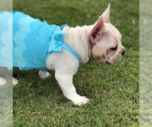 Mother of the French Bulldog puppies born on 05/20/2022