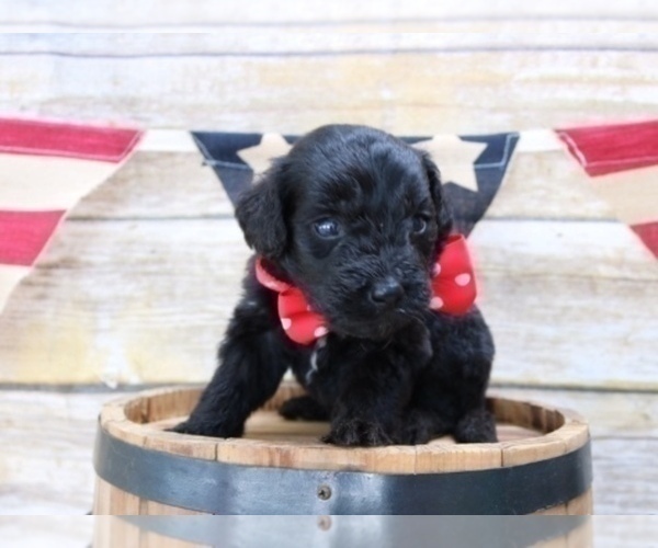 Medium Photo #2 Aussiedoodle Puppy For Sale in LEXINGTON, AL, USA