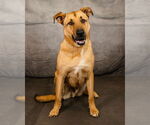 Small German Shepherd Dog-Great Pyrenees Mix