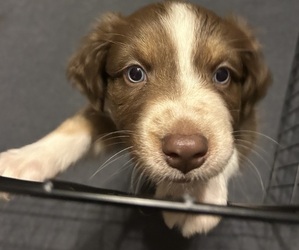 Medium Australian Shepherd