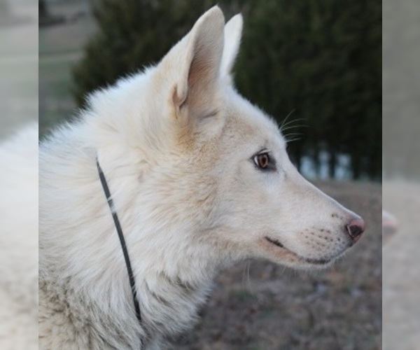 Medium Photo #11 Wolf Hybrid Puppy For Sale in POWELL, TN, USA