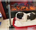 Small Photo #10 Saint Bernard Puppy For Sale in KALEVA, MI, USA