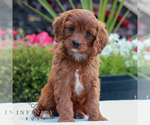Small #3 Goldendoodle (Miniature)