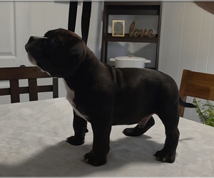 American Bully Puppy for sale in PADUCAH, KY, USA