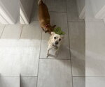 Small #8 Mutt
