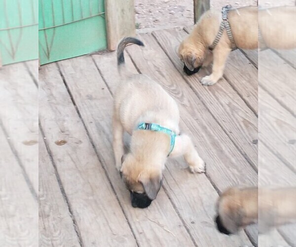 Medium Photo #21 Daniff Puppy For Sale in MARSHALL, AR, USA