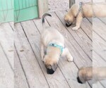 Puppy Blue Fawn Daniff