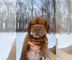 Chinese Shar-Pei Puppy for sale in CHESTERFIELD, MI, USA