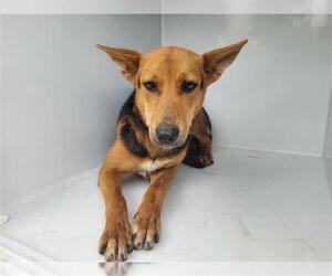 German Shepherd Dog-Unknown Mix Dogs for adoption in Houston, TX, USA