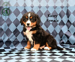 Puppy Kasey Bernese Mountain Dog