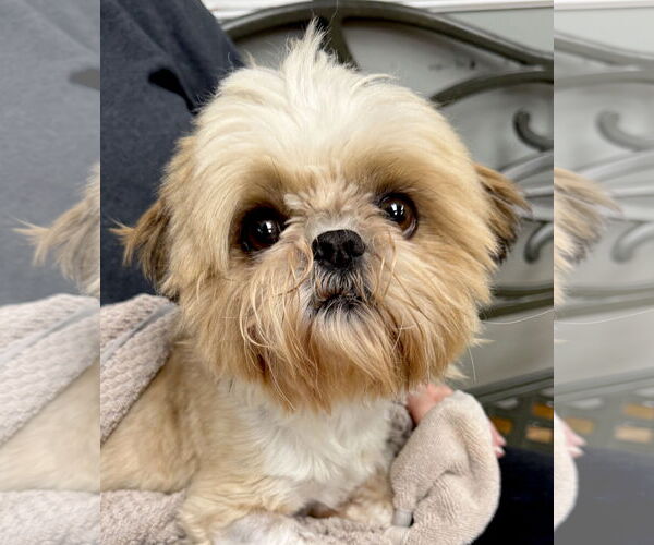 Medium Photo #3 Shih Tzu Puppy For Sale in Mount Airy, NC, USA