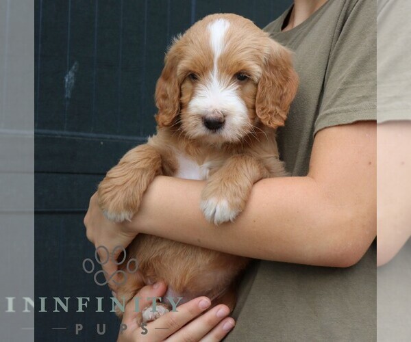 Medium Photo #4 Goldendoodle Puppy For Sale in LANCASTER, PA, USA