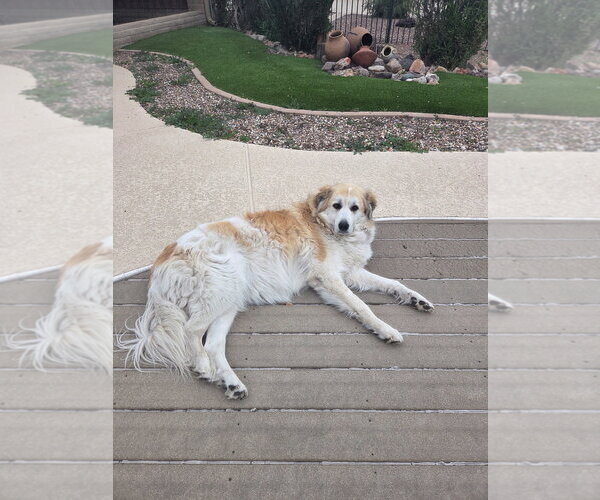Medium Photo #4 Great Pyrenees Puppy For Sale in Spring, TX, USA