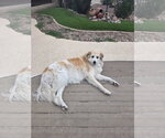 Small #3 Great Pyrenees