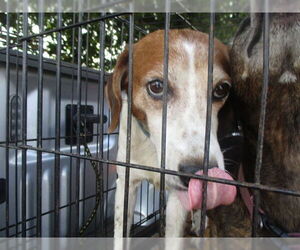 Mutt Dogs for adoption in Ocala, FL, USA