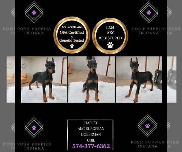 Medium Photo #3 Doberman Pinscher Puppy For Sale in WARSAW, IN, USA