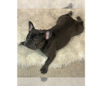 Small #1 French Bulldog