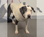 Small #8 Great Dane Mix