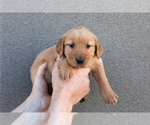 Puppy Teal Golden Retriever