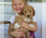 Small #2 Goldendoodle (Miniature)