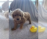 Small Photo #1 Goldendoodle-Poodle (Miniature) Mix Puppy For Sale in MIDLOTHIAN, TX, USA