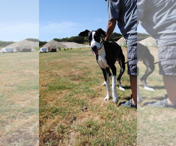 Medium Photo #2 Great Dane Puppy For Sale in Bullard, TX, USA