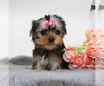 Small #2 Yorkshire Terrier