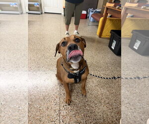 Apollo - Male Rottweiler-Unknown Mix Dog for Adoption - Photo #2