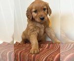 Puppy Puppy 1 Golden Retriever