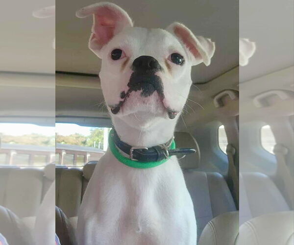 Medium Photo #5 Boxer Puppy For Sale in Dumont, NJ, USA