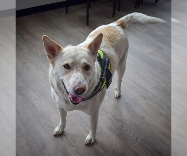 Medium Photo #4 German Shepherd Dog-Huskies  Mix Puppy For Sale in Huntley, IL, USA