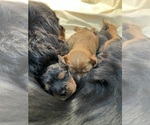 Small Photo #4 Cavalier King Charles Spaniel Puppy For Sale in IDAHO FALLS, ID, USA