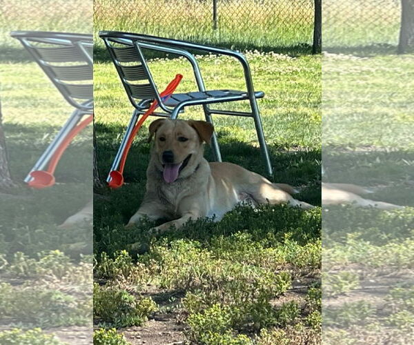 Medium Photo #1 Labrador Retriever Puppy For Sale in Dana Point, CA, USA