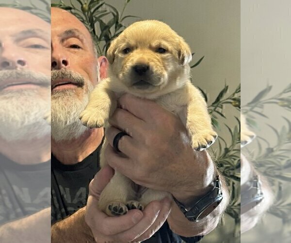 Medium Photo #5 Labrador Retriever Puppy For Sale in HIGH POINT, NC, USA