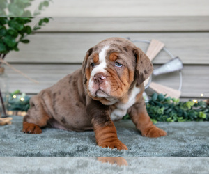 Medium Beabull
