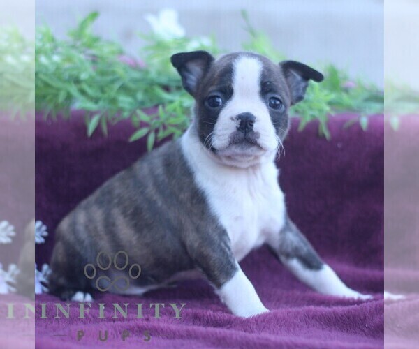 Medium Photo #3 Boston Terrier Puppy For Sale in PORT ROYAL, PA, USA