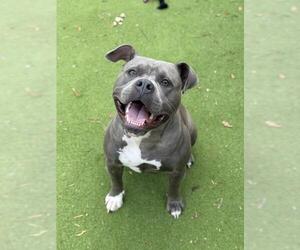 Staffordshire Bull Terrier Dogs for adoption in Sugar Land, TX, USA