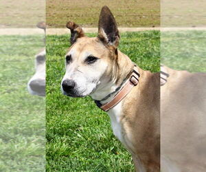 Bull Terrier-Unknown Mix Dogs for adoption in Evansville, IN, USA