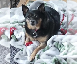 Chiranian Dogs for adoption in Holland, MI, USA