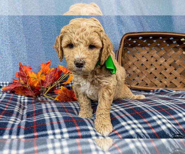 Medium Photo #3 Goldendoodle (Miniature) Puppy For Sale in ROY, UT, USA
