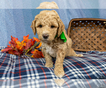 Small #2 Goldendoodle (Miniature)