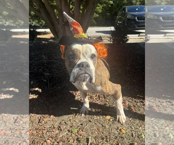 Medium Photo #1 American Bulldog Puppy For Sale in Raleigh, NC, USA