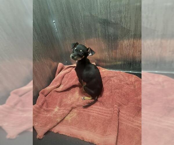 Medium Photo #1 Chihuahua Puppy For Sale in San Antonio, TX, USA