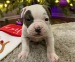 Puppy Sadie American Bulldog