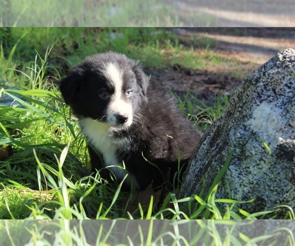 Medium Photo #4 Australian Shepherd Puppy For Sale in ACTON, CA, USA
