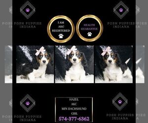 Dachshund Puppy for sale in WARSAW, IN, USA