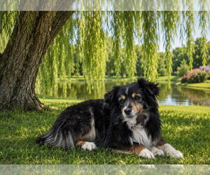 Australian Shepherd Dogs for adoption in Bon Carbo, CO, USA