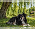 Small Australian Shepherd